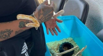 Mulher é presa tentando vender cobra americana exótica em feira de Goiânia